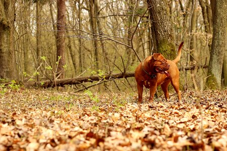 Animal mammal french mastiff photo