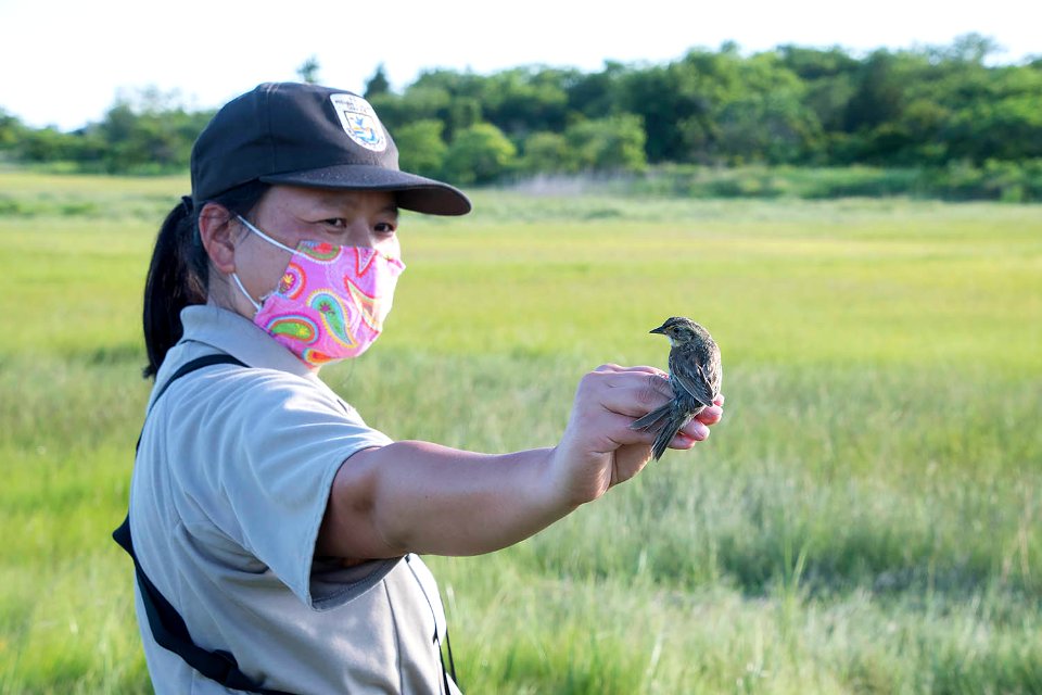 USFWS Biologist with saltmarsh sparrow