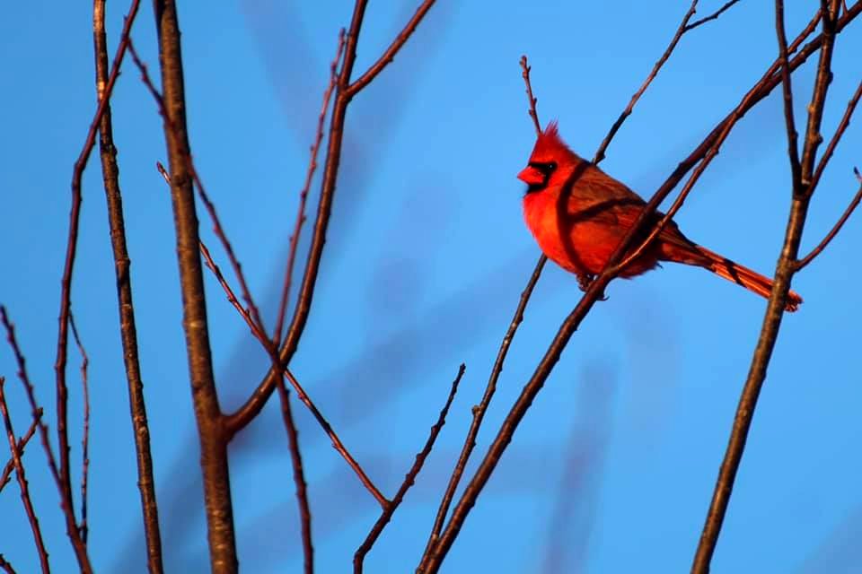 Northern Cardinal
