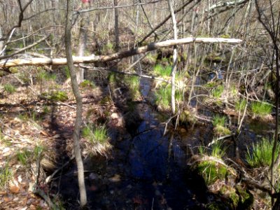 Spotted turtle spring swamp habitat - Great Swamp National Wildlife Refuge