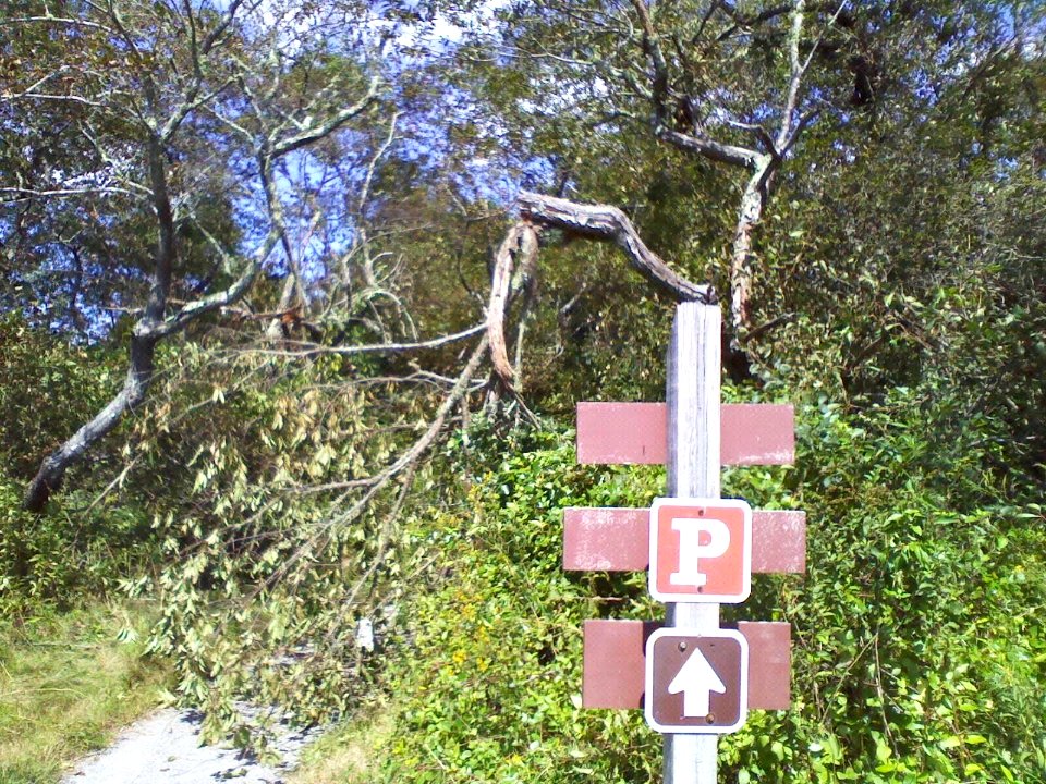 Fallen Branches on Hiking Trail