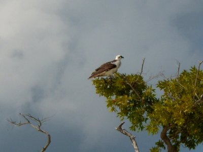 Osprey in small beachside tree