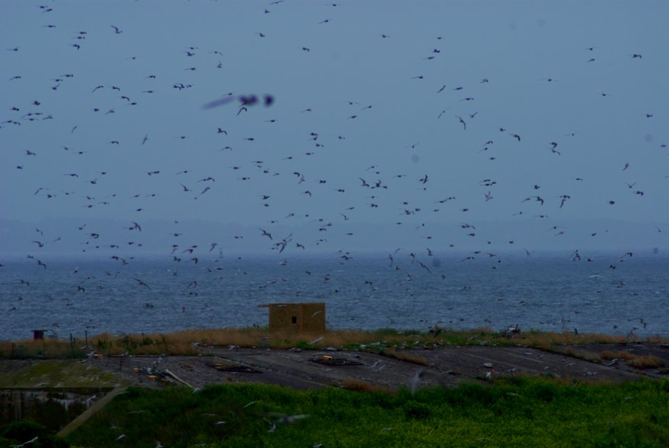 Great Gull Island, NY