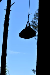 EN EagletInBagGoingUpTreeB CharlieLister