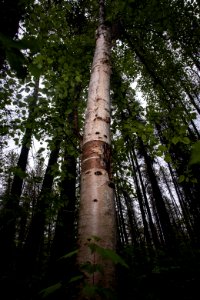 Paper Birch (Betula papyrifera)