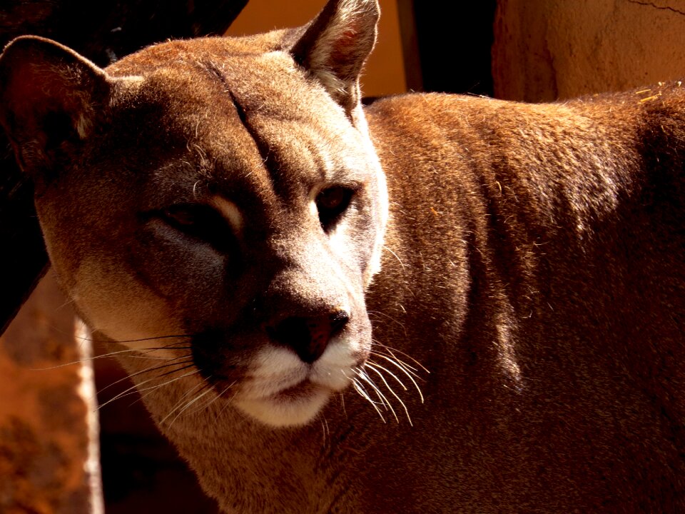 Fauna animals nature