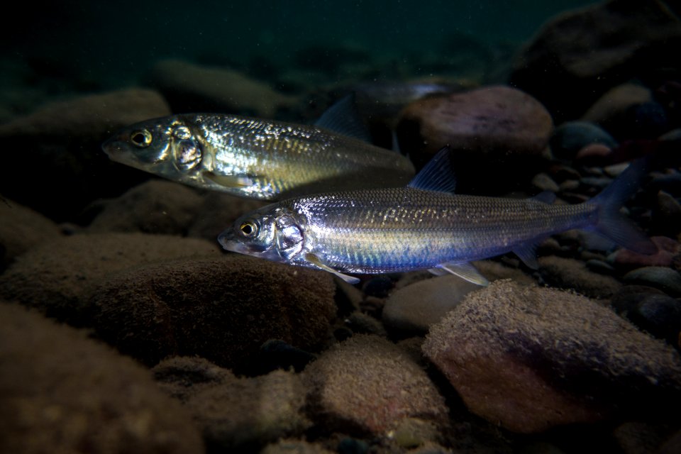 Mountain Whitefish - Prosopium williamsoni