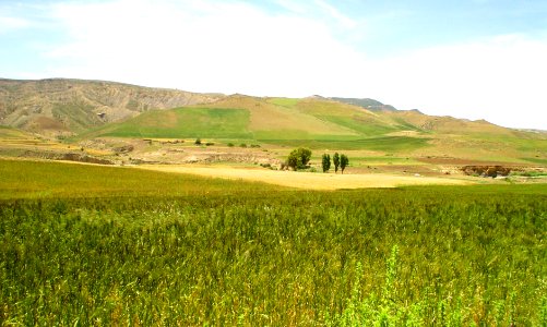 Blé -Ouled Hadria  Algerie اولاد حضرية