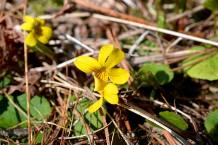 May 12, 2013 - Yellow Violet