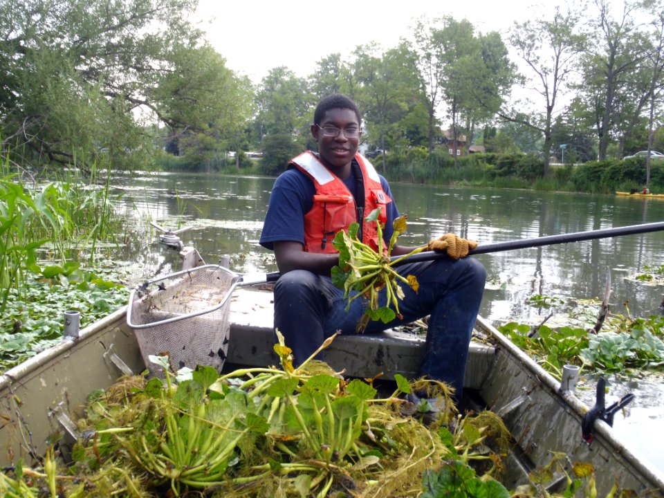 Water Chestnut Volunteer