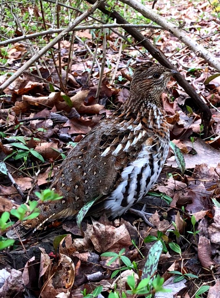 Ruffed Grouse photo