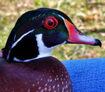 Male Wood Duck photo