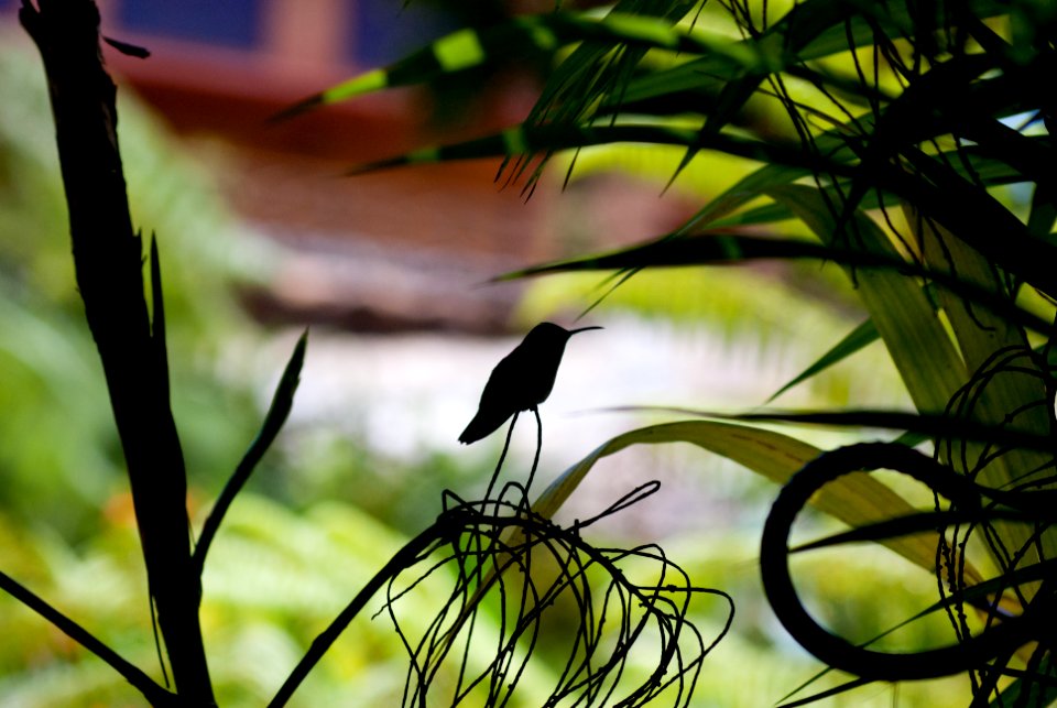 Humming Bird