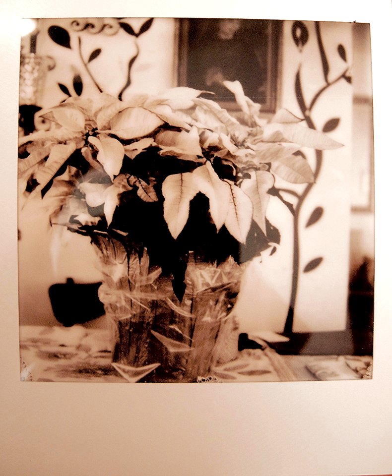 Poinsettia