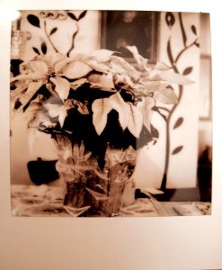Poinsettia photo