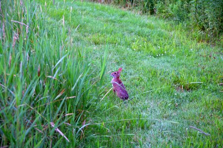 New England cottontail
