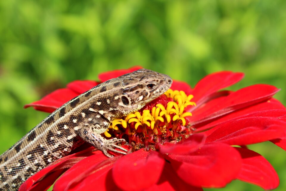 Lizard flower amphibians