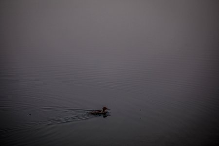 Merganser on Smokey Lake McDonald photo