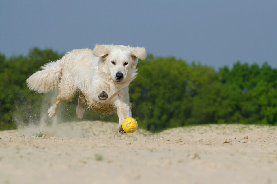 Fur sunny beach