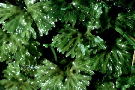 Hymenophyton