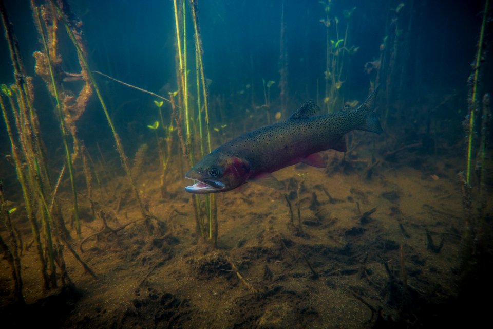 westslope cutthroat trout (Oncorhynchus clarki lewisi)