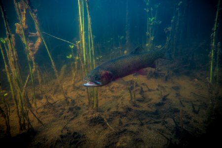 westslope cutthroat trout (Oncorhynchus clarki lewisi) photo