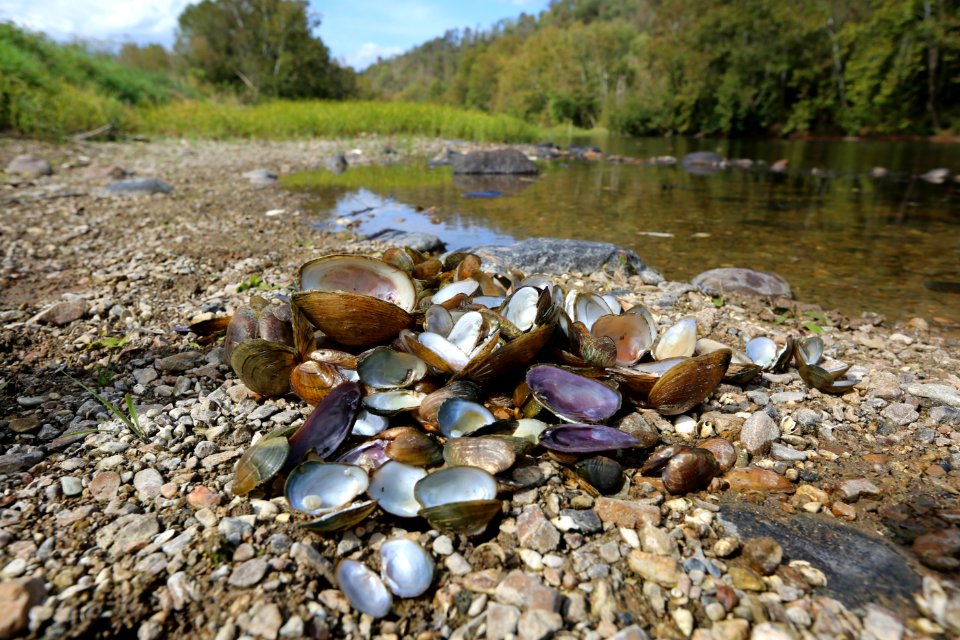 Pile of recently dead mussels