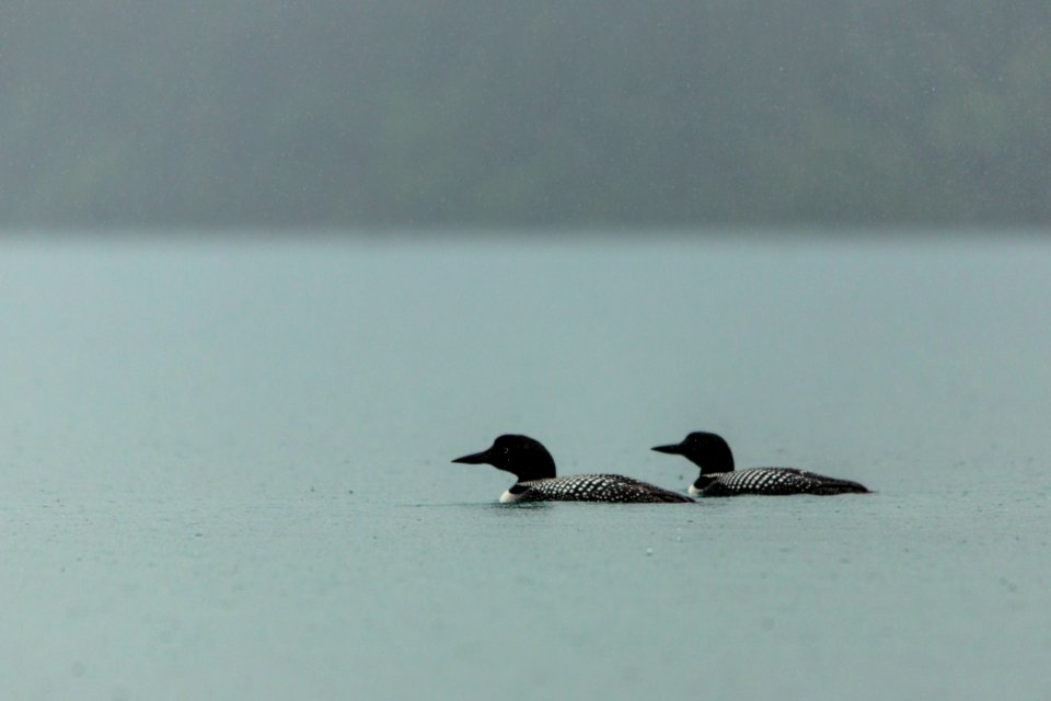Common Loons - Gavia immer