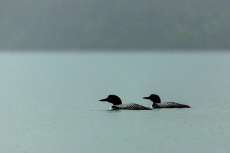 Common Loons - Gavia immer
