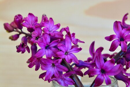 Flowers purple fragrant photo