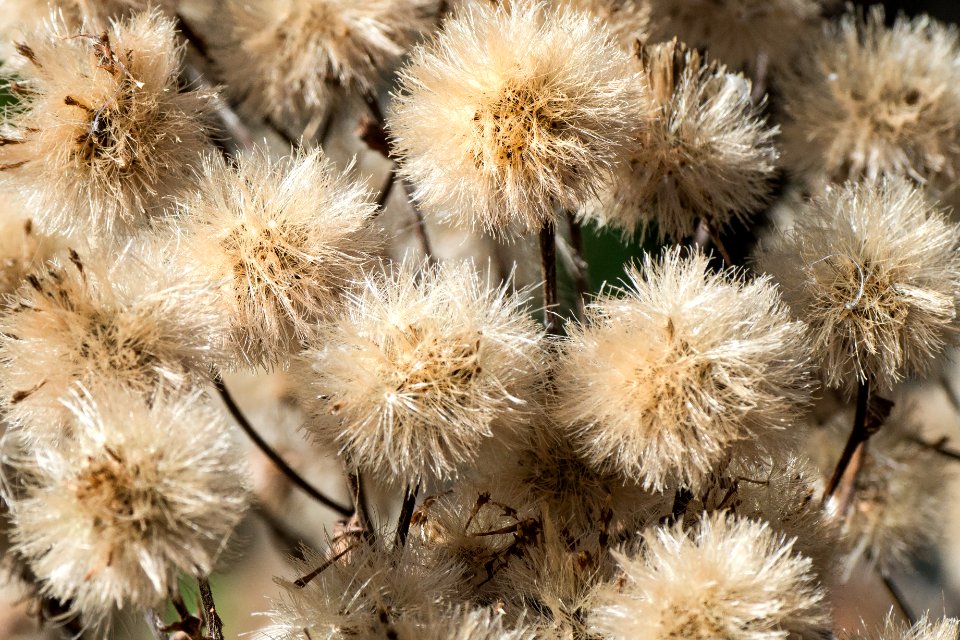 Dried Blossom