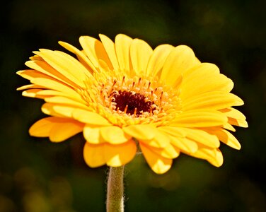 Schnittblume beautiful blossom