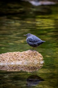 American Dipper photo