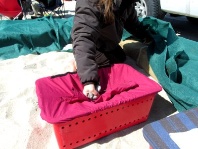 Red knot cannon netting in Cape Cod