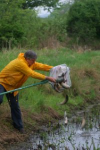 Stocking the pond with Brook Trout