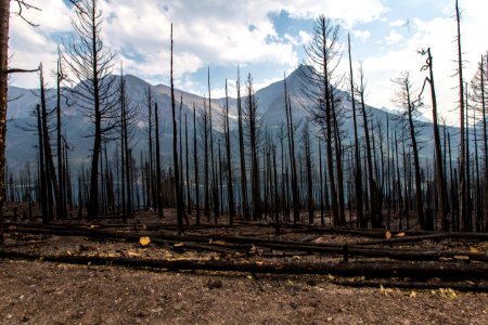 Reynolds Fire 2015