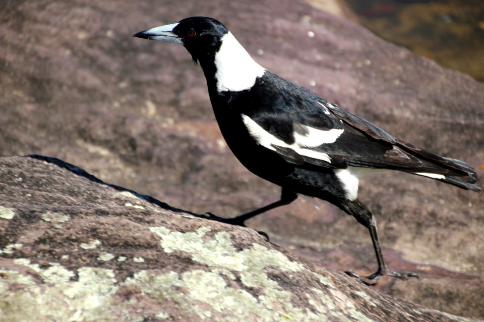 Australian Magpie. Gymnorhina tibicen