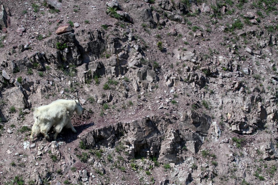 Mountain Goat near the Goat Lick