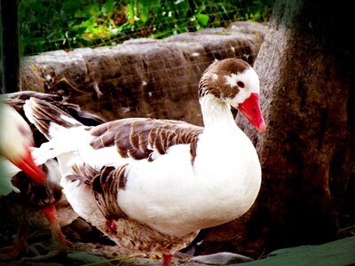 Swans paloma birds