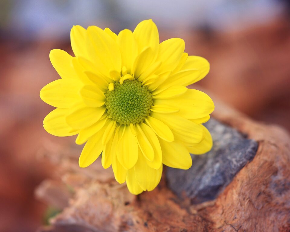 Blossom bloom plant