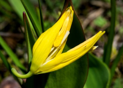 Glacier Lily UnFolding