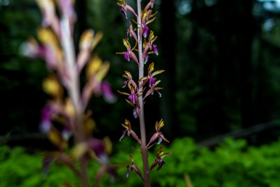 Pacific Coral Root Flower (Corallorhiza mertensiana)