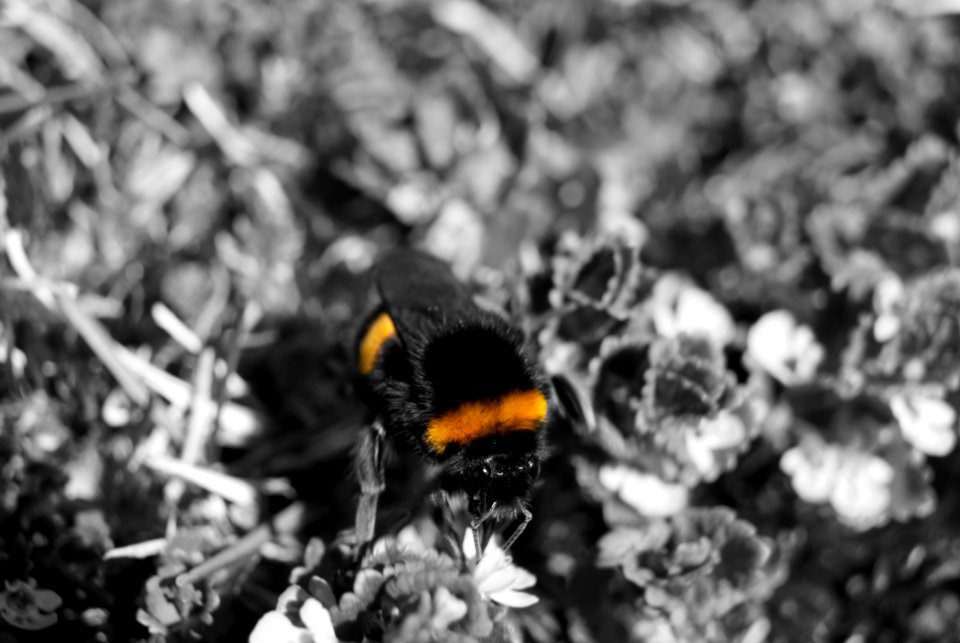 Bee on Flower