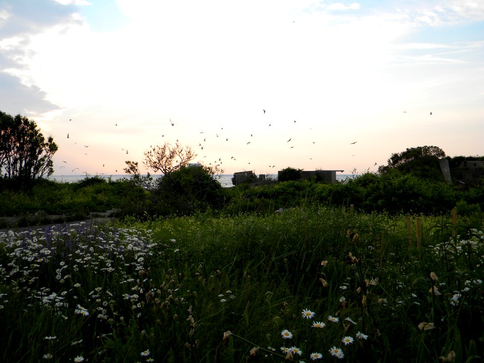 Great Gull Island, NY