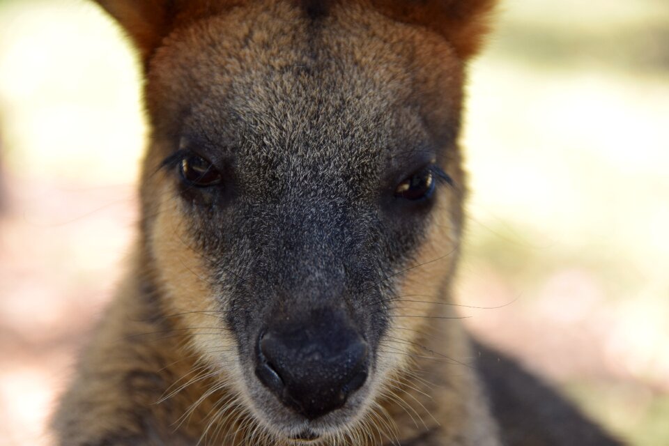 Wildlife australia mammal