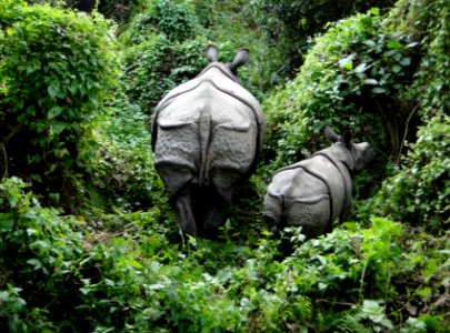 Rhinos in Chitwan National Park photo