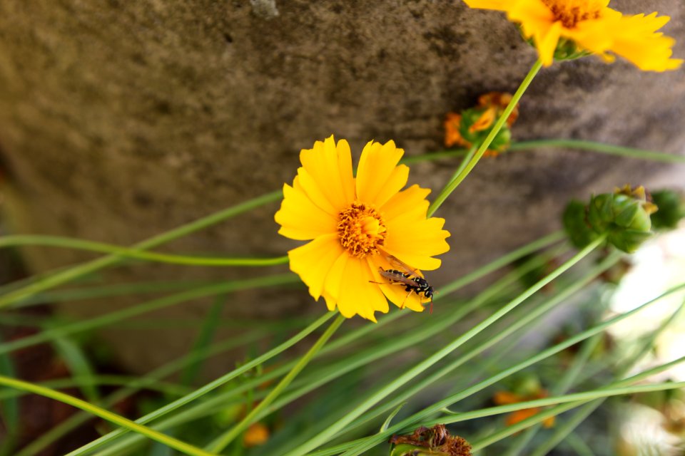 Flower With Pollinator