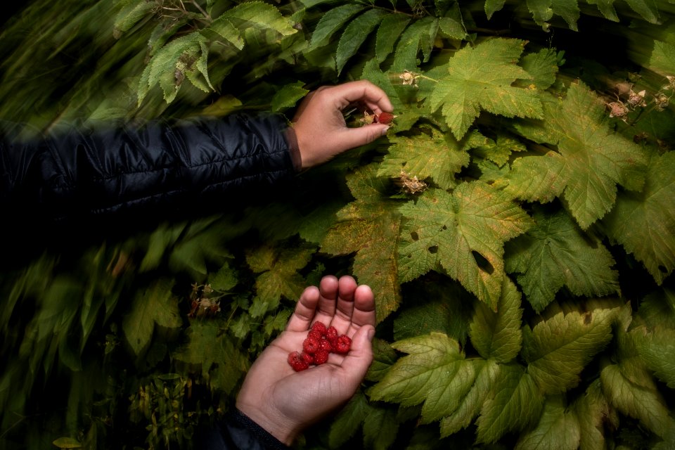 Picking Raspberries and Thimbleberries