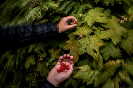 Picking Raspberries and Thimbleberries photo
