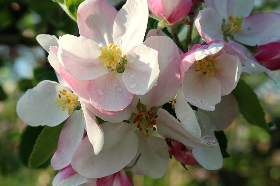 Bloom garden nature